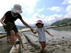 マルヱ醤油さま・JA北九さま合同　「田植え体験!!」