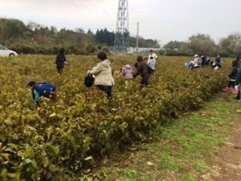 丸美屋様協賛 親子で参加!! 丸美屋納豆工場見学と大豆収穫体験