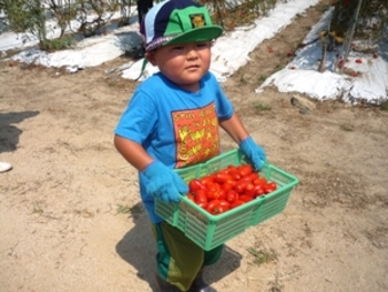 ハローファームトマト収穫体験♪ 